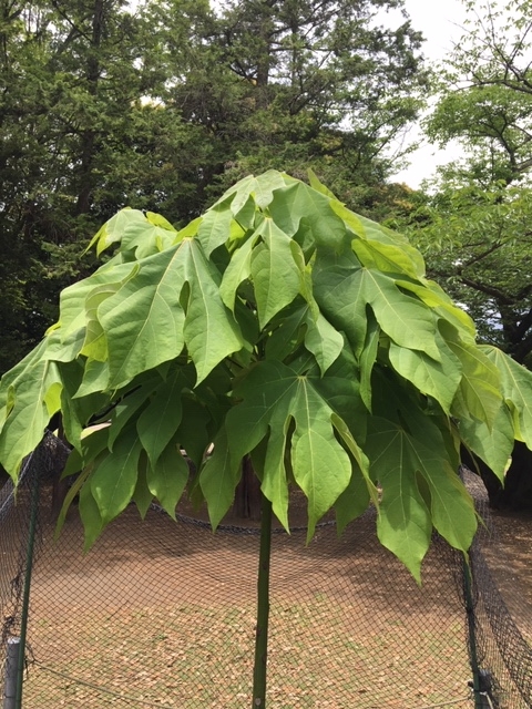 5月20日（月曜日）