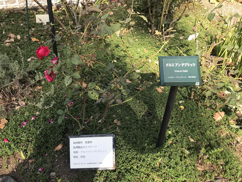 八幡山の洋館の宮沢賢治ゆかりのバラ1