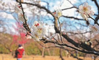 総合公園の梅