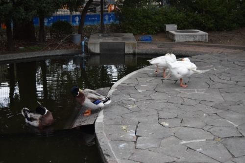 写真イメージ：池にガチョウ、アヒル、カモがいる様子