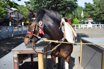 ポニーの写真（ブレンダ）