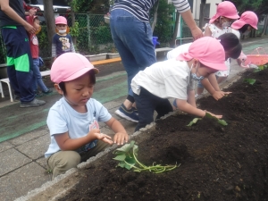 さつまいもの苗植え★