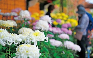 土屋公民館の菊花展