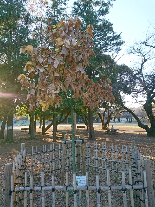 11月25日（木曜日）