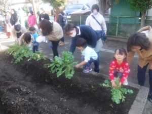 なかなかぬけない大根