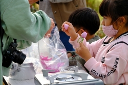 バラの花びらをつむ参加者の子ども