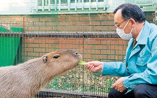 カピバラにレタスを与える市長