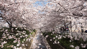 渋田川の桜