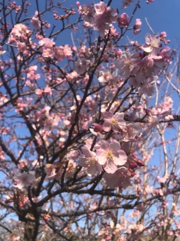 大寒桜の写真