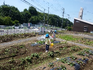 栽培活動の写真1