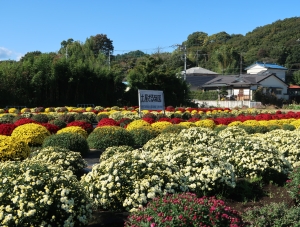 令和2年度(移転前)の土屋ざる菊園(令和2年11月4日撮影)