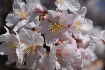 　桜の開花状況