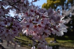 桜の広場の様子