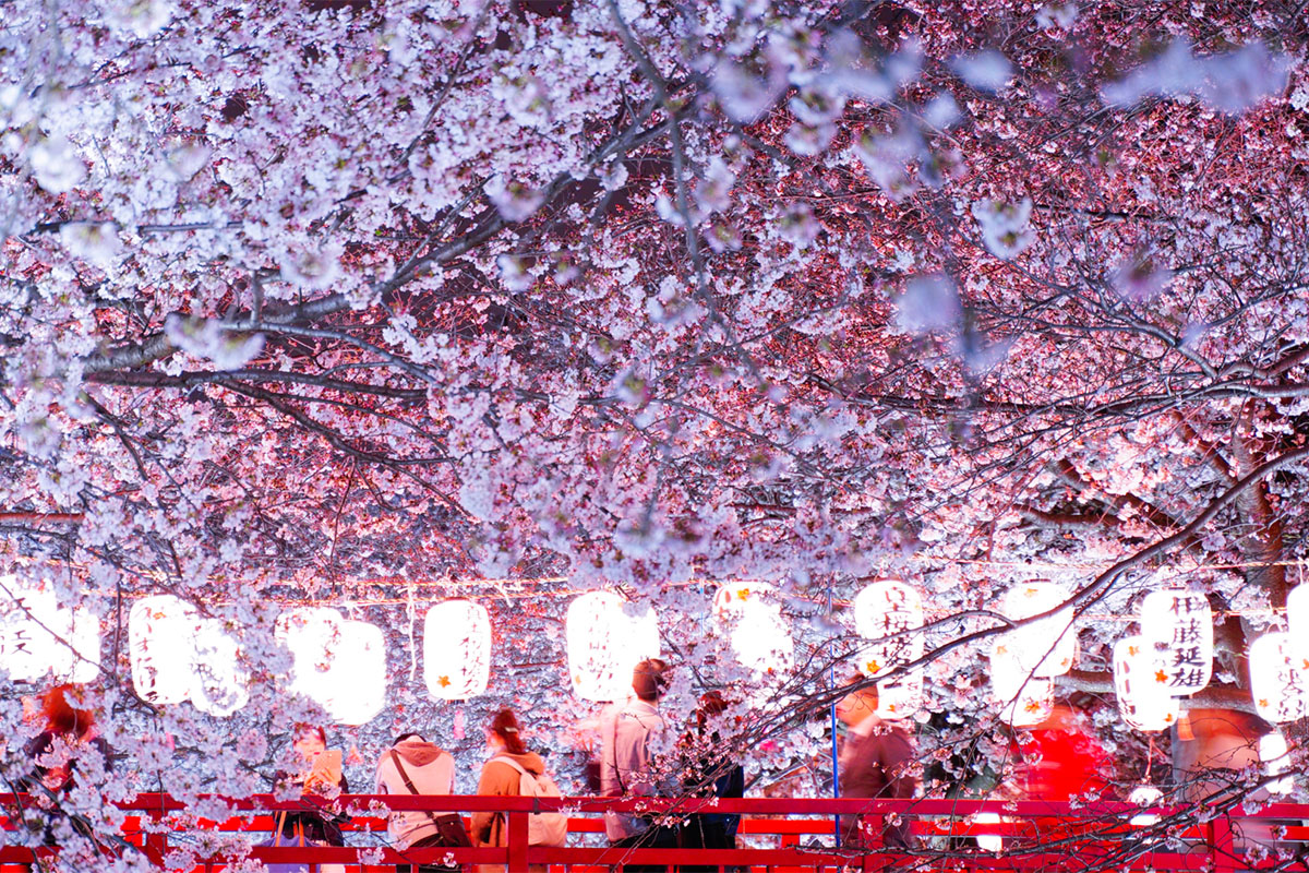 渋田川桜まつりのライトアップ写真