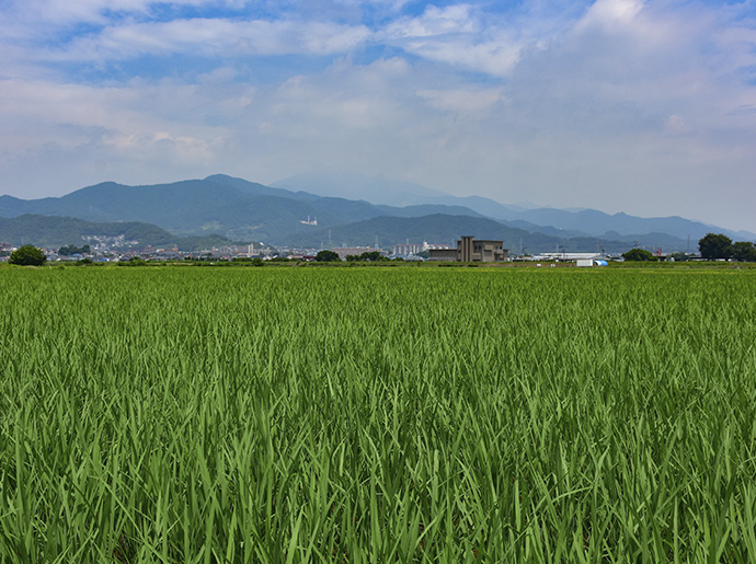 田園風景の写真