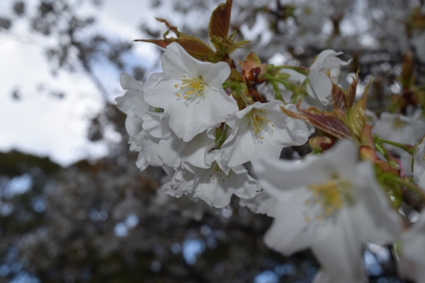 桜の開花状況