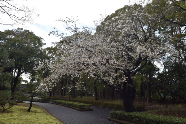 桜の開花状況