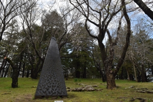 桜の開花状況