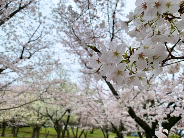 桜の広場の様子