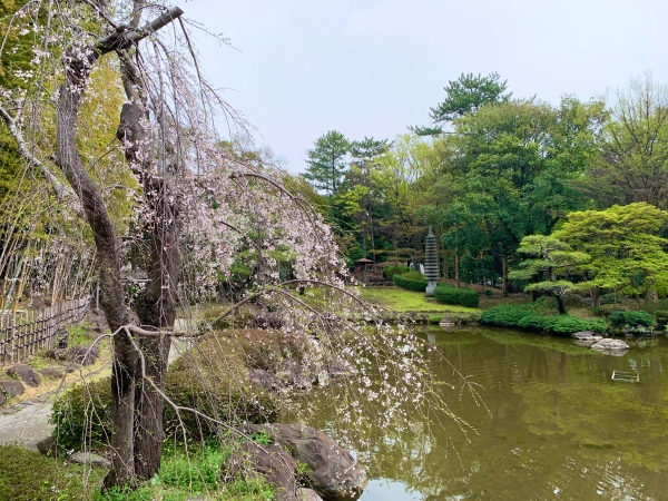 日本庭園のシダレザクラ