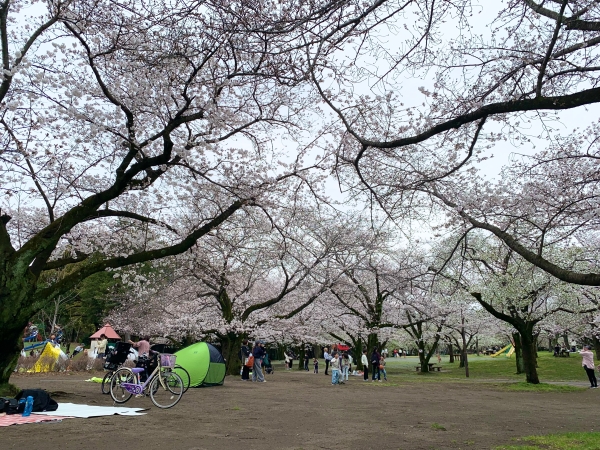 桜の広場の様子