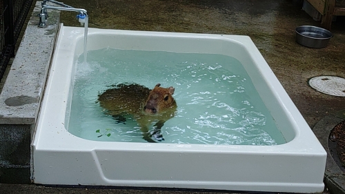 カピバラの様子2