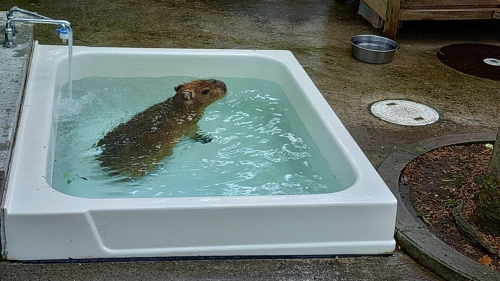 カピバラの様子1