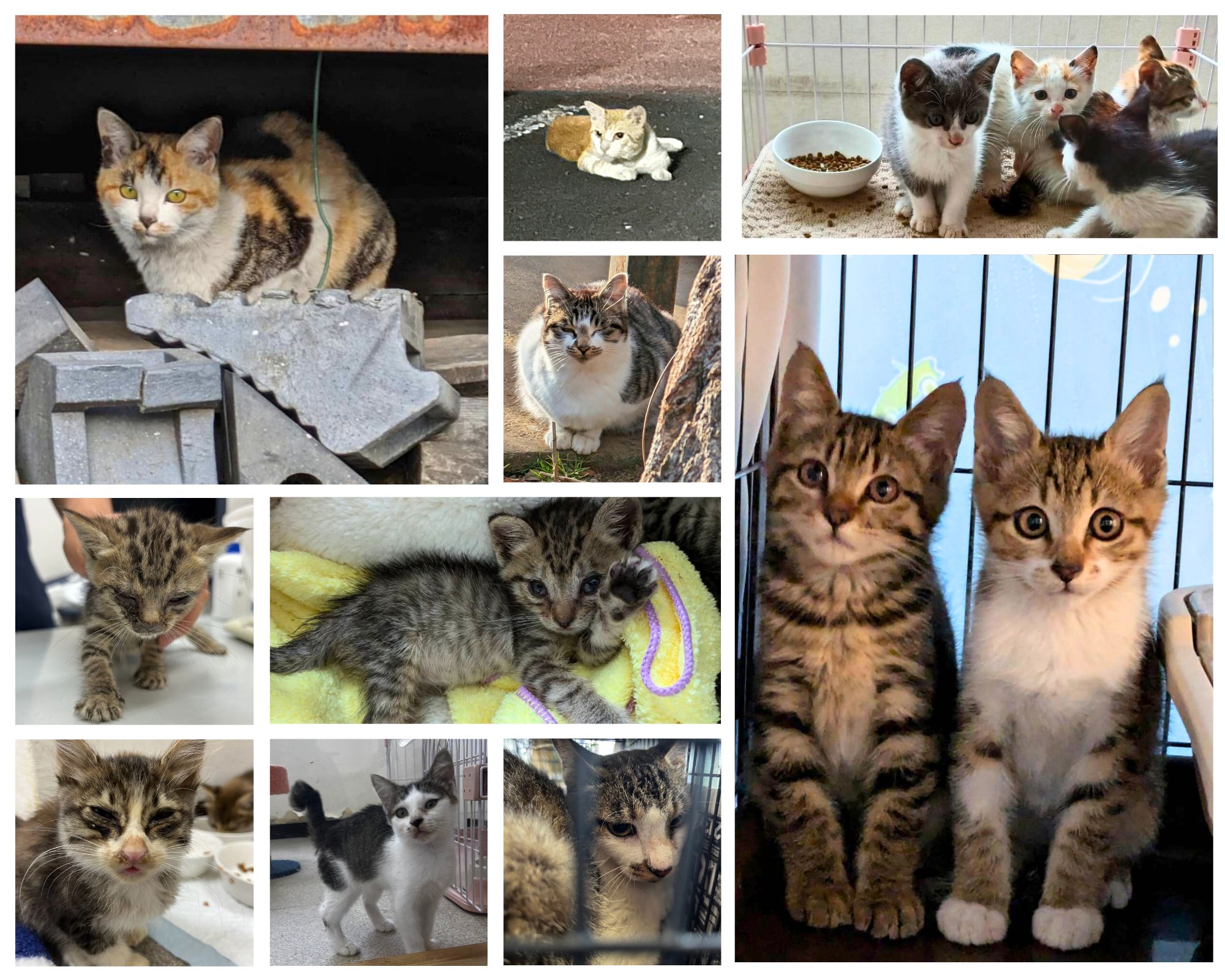 猫写真集合