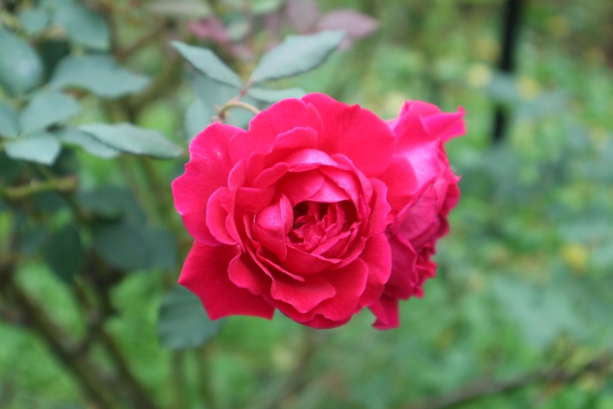 花菜ガーデンの宮沢賢治ゆかりのバラ2