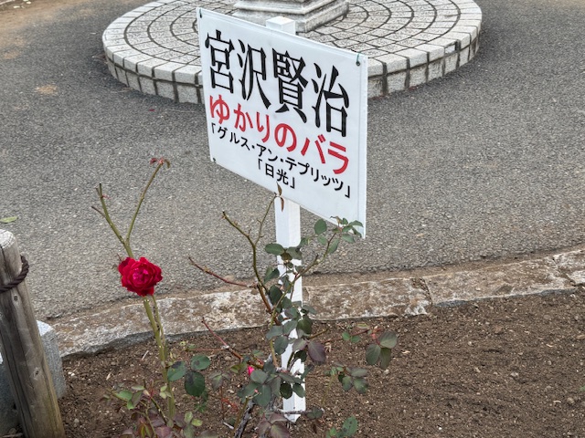 令和7年秋の総合公園の宮沢賢治ゆかりのバラ全体写真