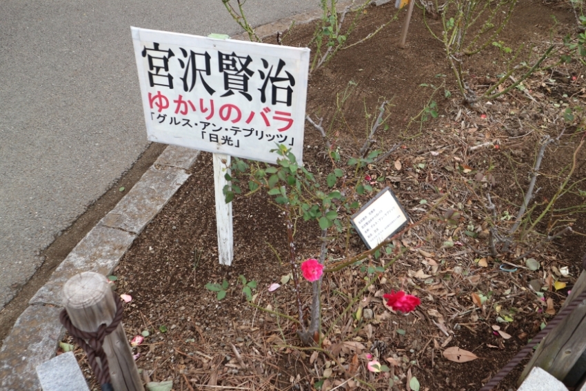 総合公園の宮沢賢治ゆかりのバラ1