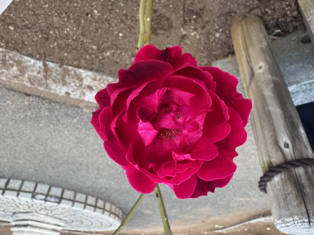 令和7年秋の総合公園の宮沢賢治ゆかりのバラアップ写真