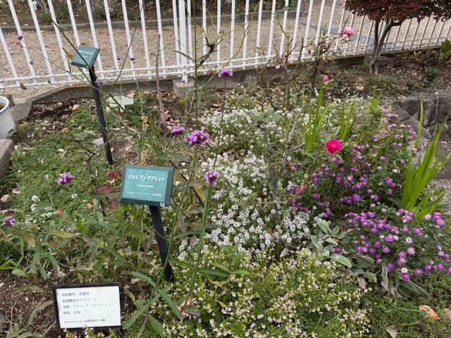 令和7年秋の八幡山の洋館の宮沢賢治ゆかりのバラ全体写真