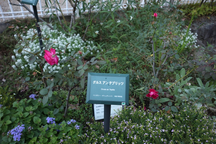 八幡山の洋館の宮沢賢治ゆかりのバラ1