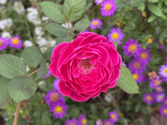 令和7年秋の八幡山の洋館の宮沢賢治ゆかりのバラアップ写真