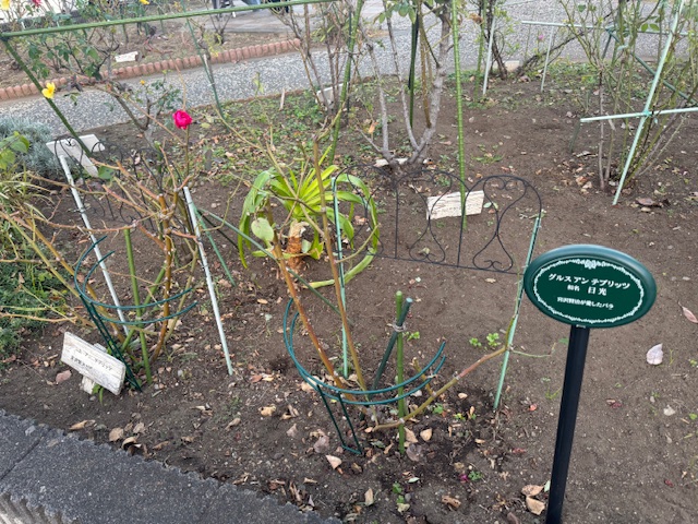 令和7年秋の平塚駅南口駅前広場の宮沢賢治ゆかりのバラ全体写真