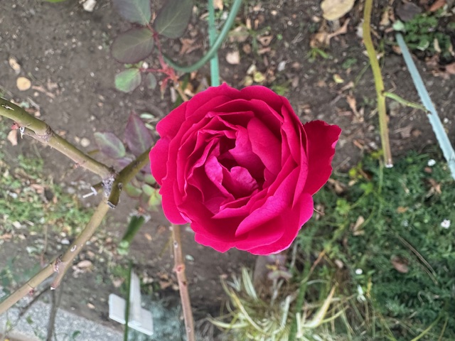 令和7年秋の平塚駅南口駅前広場の宮沢賢治ゆかりのバラアップ写真