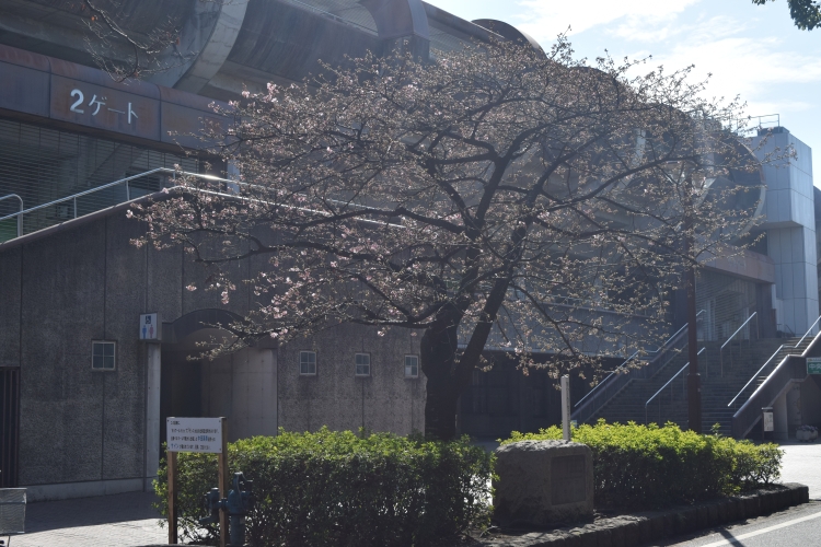 桜の開花状況