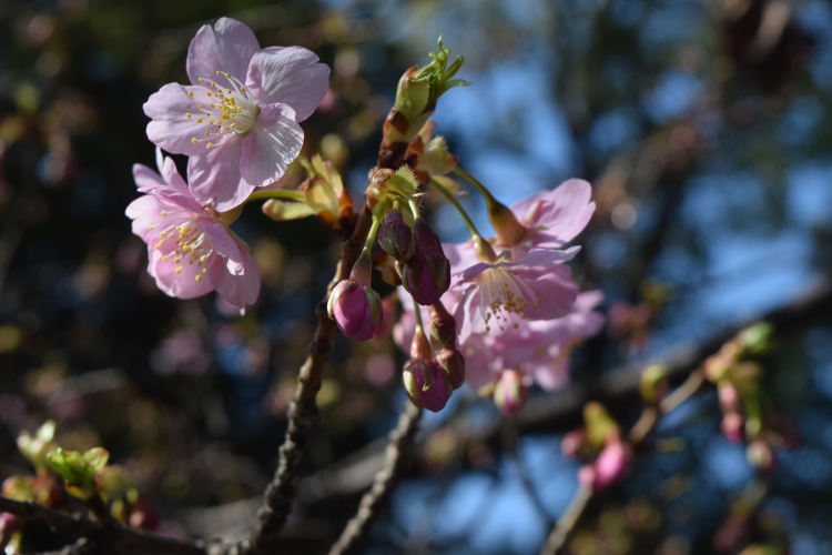 桜の開花状況