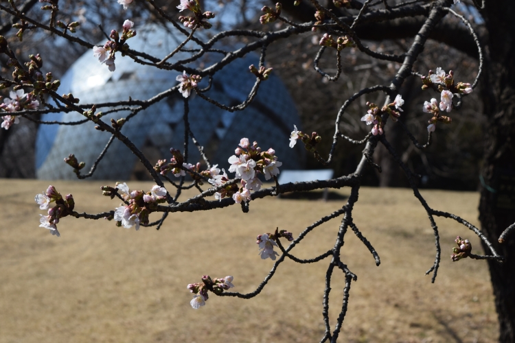 桜の開花状況