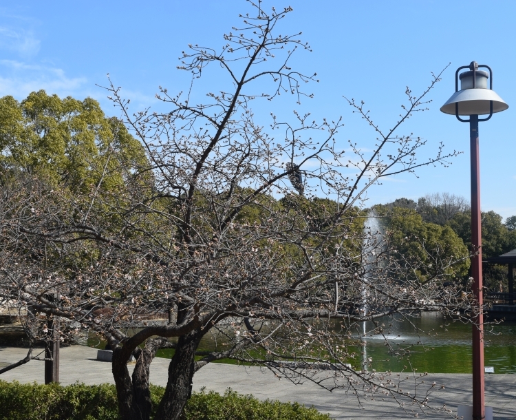 桜の開花状況