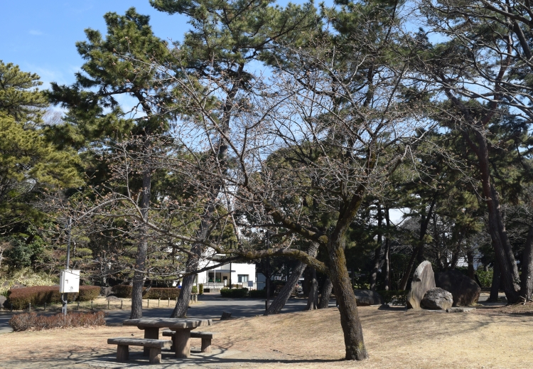 桜の開花状況