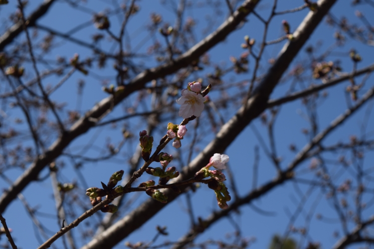 桜の開花状況