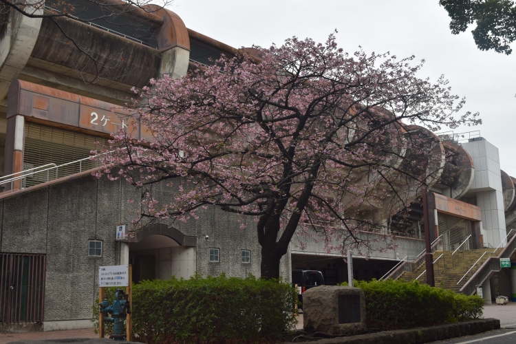 桜の開花状況