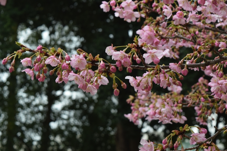 桜の開花状況