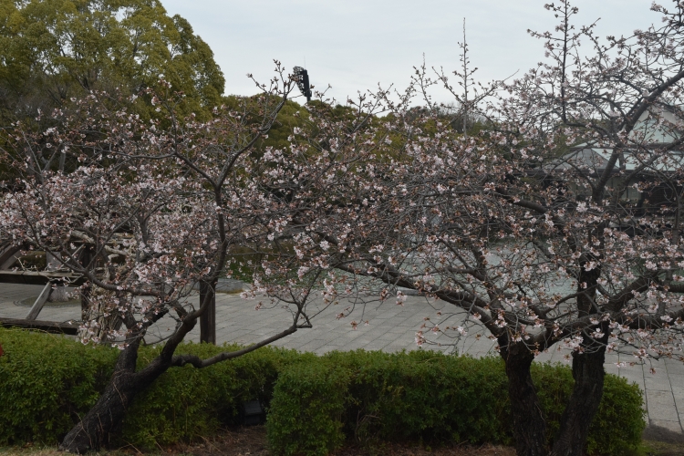 桜の開花状況