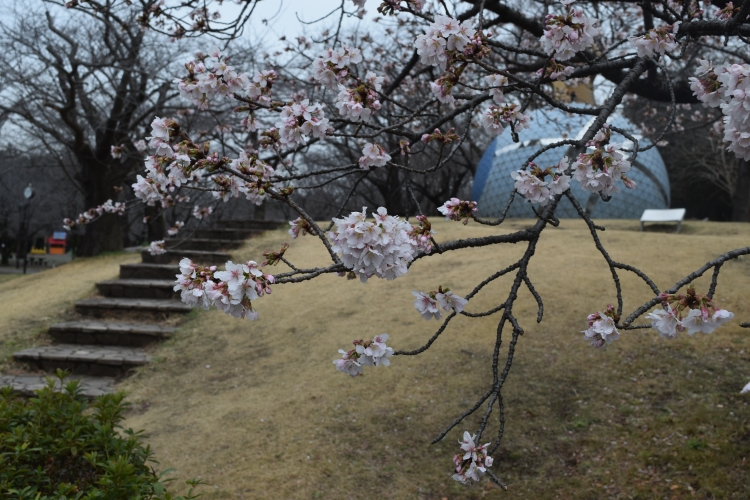 桜の開花状況