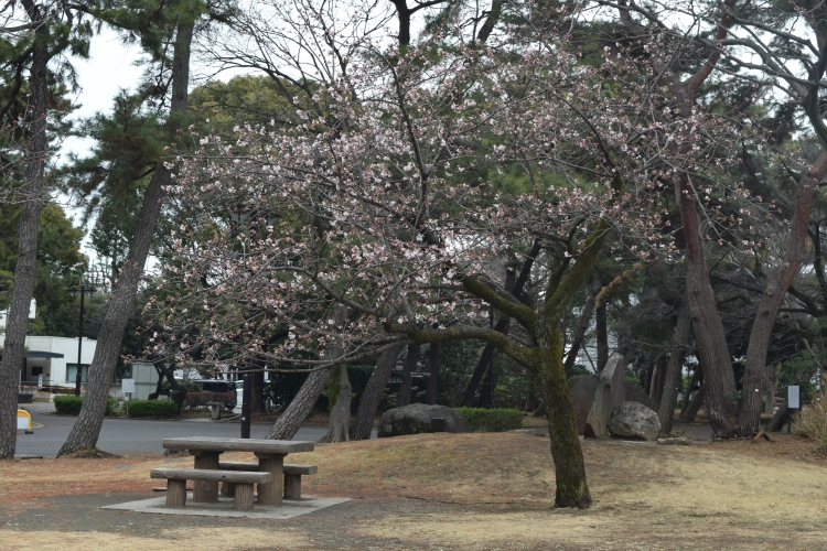 桜の開花状況