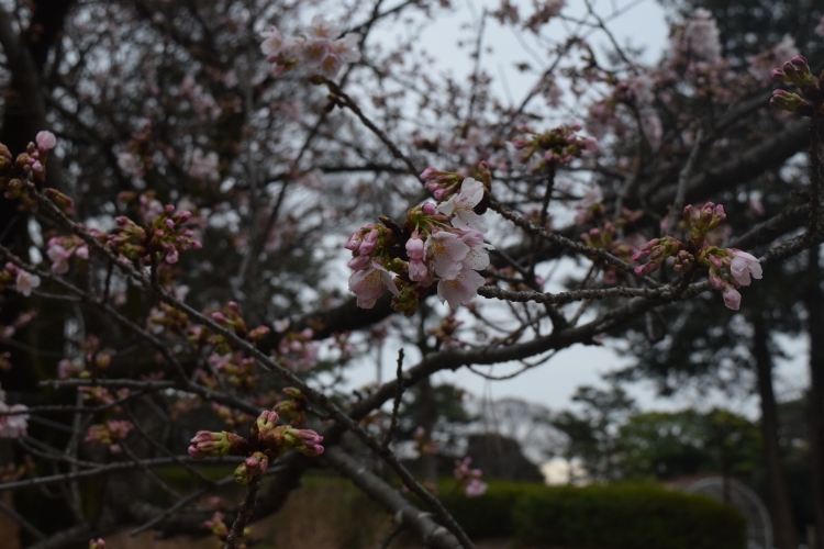 桜の開花状況