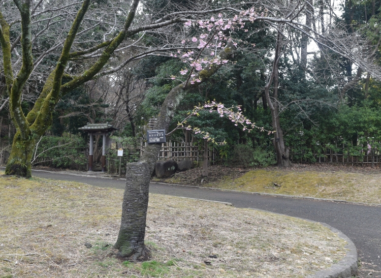 桜の開花状況